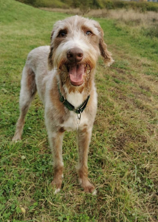 Illustration de l'article : Ce chien aveugle maltraité par le passé retrouve espoir et chaleur auprès d’un couple d’Anglais dévoués (vidéo)
