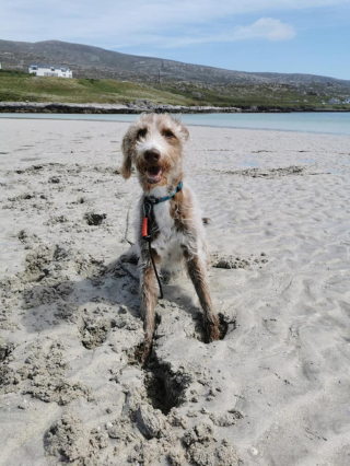 Illustration de l'article : Ce chien aveugle maltraité par le passé retrouve espoir et chaleur auprès d’un couple d’Anglais dévoués (vidéo)