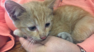 Illustration de l'article : Caché dans le moteur d’un véhicule, un chat donne du fil à retordre aux personnes mobilisées pour le faire sortir