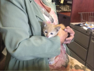 Illustration de l'article : Caché dans le moteur d’un véhicule, un chat donne du fil à retordre aux personnes mobilisées pour le faire sortir