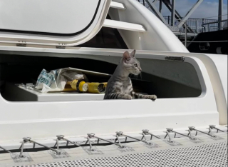 Illustration de l'article : Lors d’un week en famille sur un catamaran, une chatte disparaît soudainement et demeure introuvable durant plusieurs jours