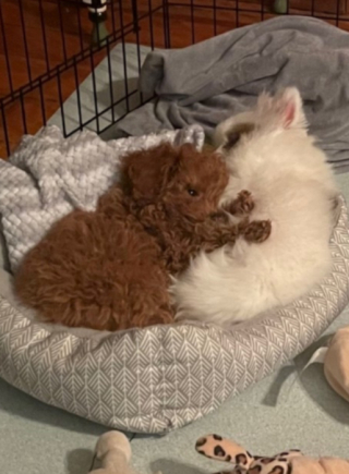 Illustration de l'article : Ces 2 chiots, qui n’étaient pas prédestinés à se rencontrer, semblent se connaître depuis toujours