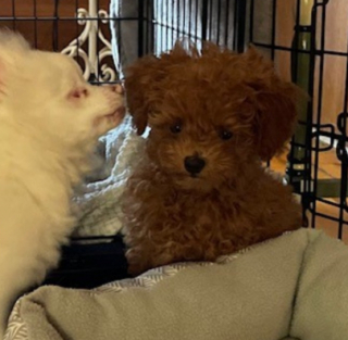 Illustration de l'article : Ces 2 chiots, qui n’étaient pas prédestinés à se rencontrer, semblent se connaître depuis toujours