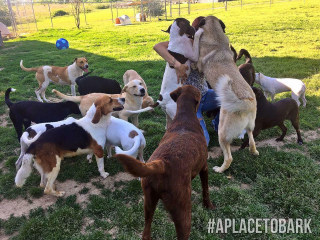Illustration de l'article : Une fillette incite sa communaut&eacute; &agrave; faire des dons pour sauver des animaux en faisant un petit geste admirable