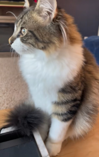 Illustration de l'article : Sous le regard d’une mère d’accueil, un lien se tisse entre des chatons recueillis et le chat de la maison (vidéo)