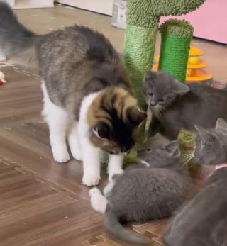 Illustration de l'article : Sous le regard d’une mère d’accueil, un lien se tisse entre des chatons recueillis et le chat de la maison (vidéo)
