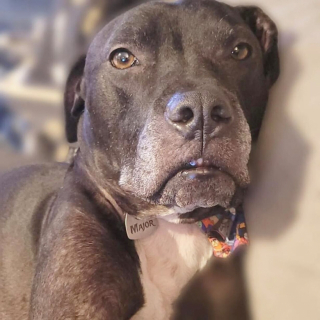 Illustration de l'article : Un chien errant et déboussolé se réfugie par hasard chez une femme investie dans la cause canine