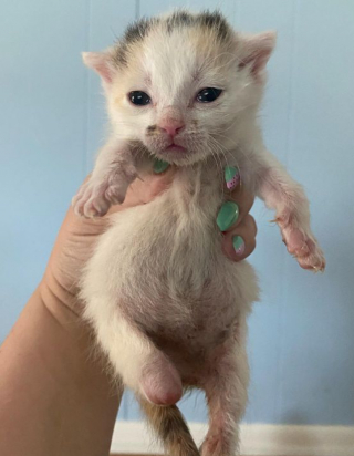 Illustration de l'article : Cette chatonne a souffert d’une blessure grave et vit avec un handicap, mais elle n’a rien à envier à ses congénères