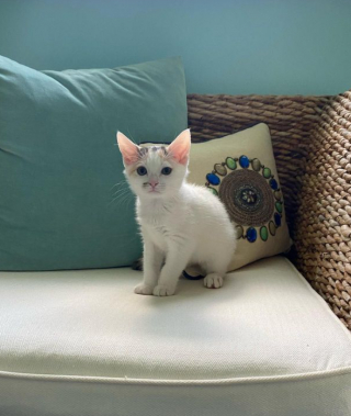 Illustration de l'article : Cette chatonne a souffert d’une blessure grave et vit avec un handicap, mais elle n’a rien à envier à ses congénères