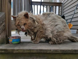 Illustration de l'article : Le hasard change la vie de ce chat âgé, découvert enseveli sous sa propre fourrure