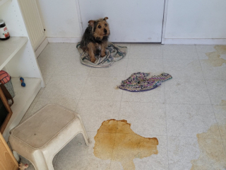 Illustration de l'article : La découverte d’un chien et d’un chat laissés seuls dans un appartement suscite la colère de bénévoles de la SPA