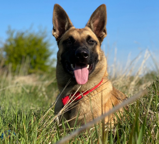 Illustration de l'article : Quand une petite sœur change la vie d'Harvey, le mal-aimé des parcs à chiens