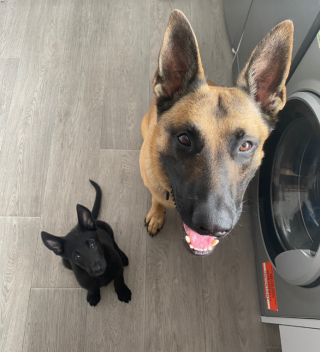 Illustration de l'article : Quand une petite sœur change la vie d'Harvey, le mal-aimé des parcs à chiens