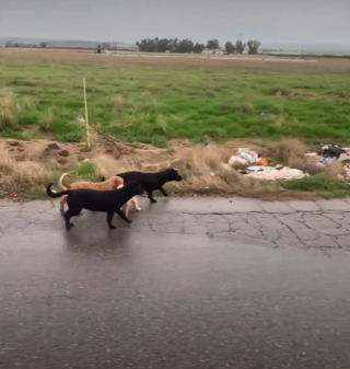 Illustration de l'article : Les minutes sont compt&eacute;es pour secourir 6 chiots paniqu&eacute;s au milieu de la route