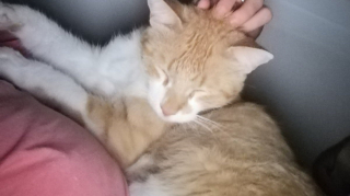 Illustration de l'article : Un chat disparaît durant les travaux effectués dans sa maison et fait entendre ses miaulements depuis un endroit improbable