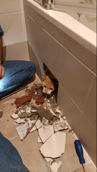 Illustration de l'article : Un chat disparaît durant les travaux effectués dans sa maison et fait entendre ses miaulements depuis un endroit improbable