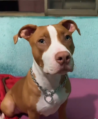 Illustration de l'article : Connu pour son aversion pour les chats, un Pitbull surprend sa maîtresse en se liant d’amitié avec le dernier arrivé de la maison (vidéo)