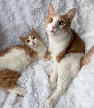 Illustration de l'article : Malgré leurs différences et leurs difficultés passées, deux chats nouent une relation attendrissante et durable