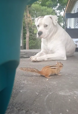 Illustration de l'article : L’amitié étonnante, mais inébranlable, entre un petit écureuil et un Bouledogue Américain