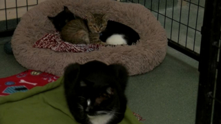 Illustration de l'article : Les parents d’un enfant malvoyant décident d’ouvrir leur porte à un félin porteur du même handicap