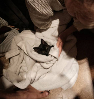 Illustration de l'article : En voyage en Croatie, un couple croise la route d’un chaton bien décidé à s’intégrer au périple