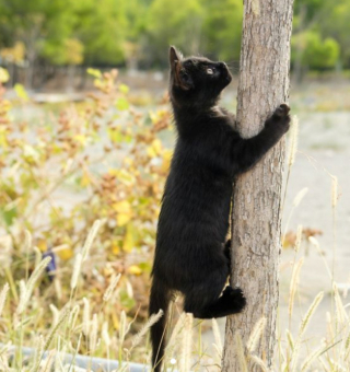 Illustration de l'article : En voyage en Croatie, un couple croise la route d’un chaton bien décidé à s’intégrer au périple