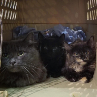 Illustration de l'article : Une chatte cherchant désespérément à nourrir ses petits finit par frapper à la bonne porte