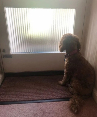 Illustration de l'article : Surexcitée à l’arrivée du livreur de pizza, une chienne ne contrôle plus ses émotions et finit chez le vétérinaire