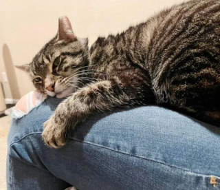 Illustration de l'article : Très à l’aise auprès des humains, une chatte doit apprendre à se reconstruire après son exclusion du bureau où elle résidait
