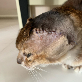 Illustration de l'article : Après une lourde opération des oreilles, un chat trouve le réconfort nécessaire pour se reconstruire auprès d’un nouveau compagnon félin (vidéo)