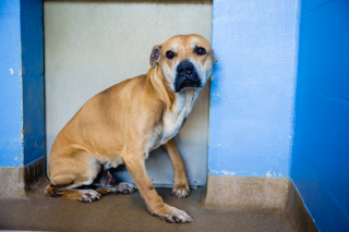 Illustration de l'article : Des bénévoles pensaient ne jamais parvenir à aider ce chien très craintif à leur égard (vidéo)