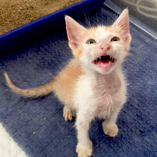 Illustration de l'article : Une femme s’accroche à l’espoir de sauver 3 chatons souffrant de nombreuses maladies 