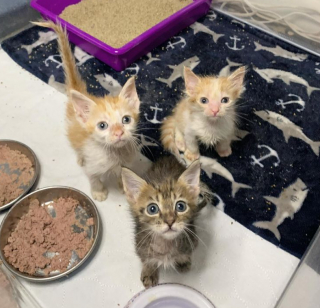 Illustration de l'article : Une femme s’accroche à l’espoir de sauver 3 chatons souffrant de nombreuses maladies 