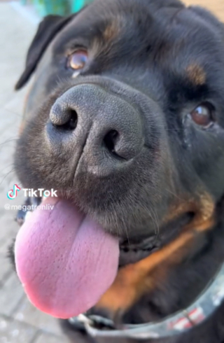 Illustration de l'article : Rêvant de plonger dans la piscine, un chien supplie sa petsitter et obtient ce qu’il veut grâce à son regard attendrissant (vidéo)