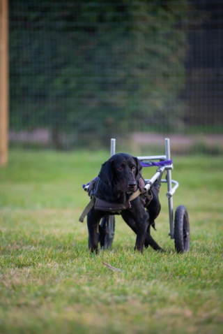 Illustration de l'article : En voyage, une mère et sa fille tombent sous le charme de deux canidés dans l’attente de soins et d’amour