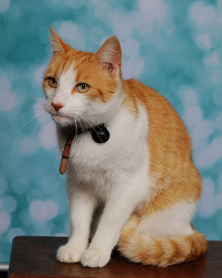 Illustration de l'article : Ce chat curieux s’invite chaque jour dans l’école de ses petites maîtresses et devient la star des écoliers