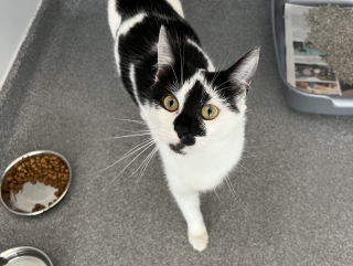 Illustration de l'article : En balade familiale, des promeneurs découvrent une chatte abandonnée dans les bois de la pire des façons