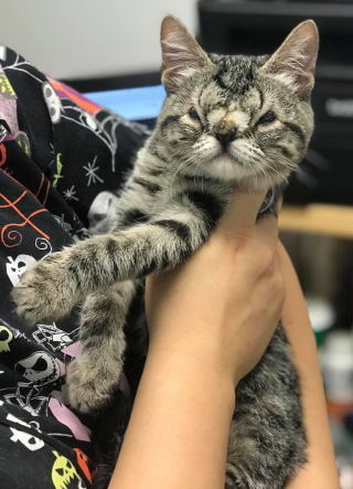 Illustration de l'article : À cause d’une malformation congénitale, une chatte peine à trouver ceux ou celles qui voudraient bien l’accueillir pour la vie
