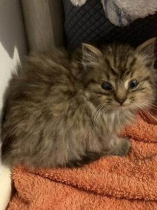 Illustration de l'article : Retrouvés dans une casse automobile, 4 chatons sont sortis d’une situation catastrophique grâce à un passant