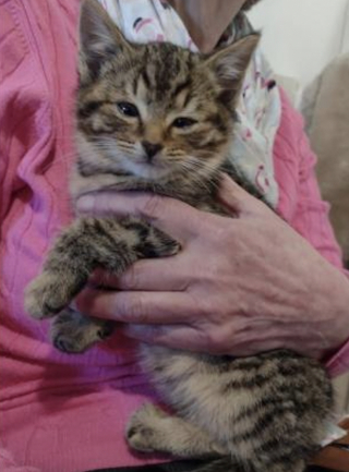 Illustration de l'article : Retrouvés dans une casse automobile, 4 chatons sont sortis d’une situation catastrophique grâce à un passant