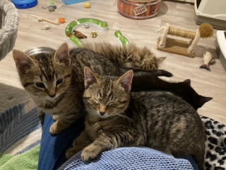 Illustration de l'article : Retrouvés dans une casse automobile, 4 chatons sont sortis d’une situation catastrophique grâce à un passant