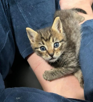 Illustration de l'article : Des bénévoles retrouvent un chaton séparé de sa mère et sa portée et décident de leur offrir un foyer commun