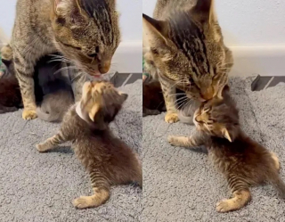 Illustration de l'article : Des bénévoles retrouvent un chaton séparé de sa mère et sa portée et décident de leur offrir un foyer commun