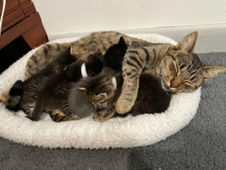 Illustration de l'article : Des bénévoles retrouvent un chaton séparé de sa mère et sa portée et décident de leur offrir un foyer commun