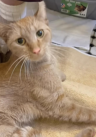 Illustration de l'article : Ayant d&eacute;cid&eacute; de ne plus vivre dans la rue, une chatte fait comprendre &agrave; ses sauveurs ce qu&rsquo;elle veut en se glissant dans une caisse de transport