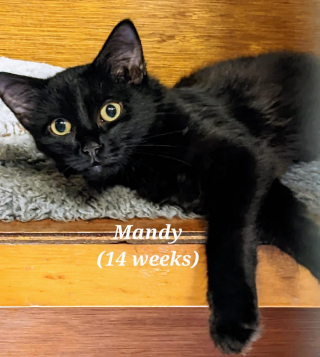 Illustration de l'article : Une femme contrainte d’abandonner 2 chatons offerts par son compagnon, mais dont elle ne voulait pas