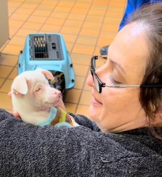 Illustration de l'article : L’histoire de Piglet, un chien sourd et aveugle ayant l’apparence d’un jeune cochon