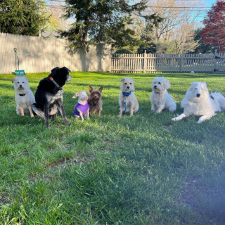 Illustration de l'article : L’histoire de Piglet, un chien sourd et aveugle ayant l’apparence d’un jeune cochon