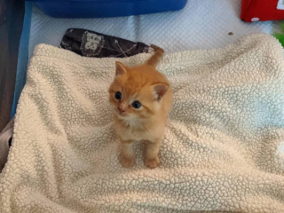 Illustration de l'article : Après avoir été abandonné à un très jeune âge, un chaton devient un repère pour les nouveaux arrivants du refuge