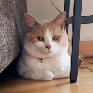 Illustration de l'article : Atteint du FIV, ce chat sollicite de l’aide directement auprès d’un refuge et est mis dans le circuit de l’adoption